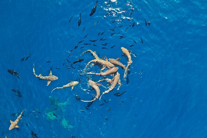 maafushi naufragio y esnórquel con tiburones nodriza con observación de delfines